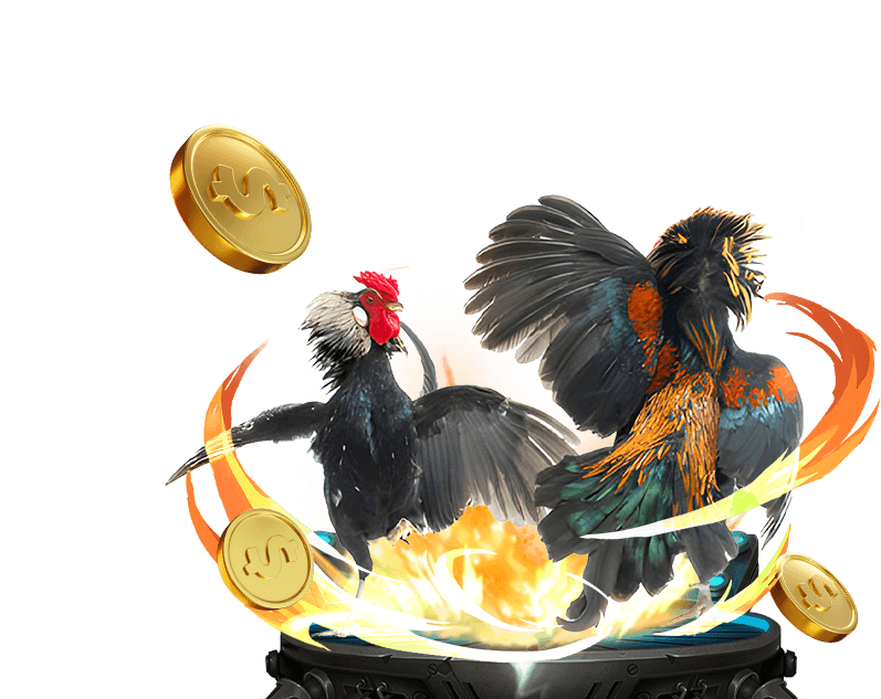 Hình ảnh các chiến kê đang thi đấu kịch tính trên sàn đá gà online Jun88